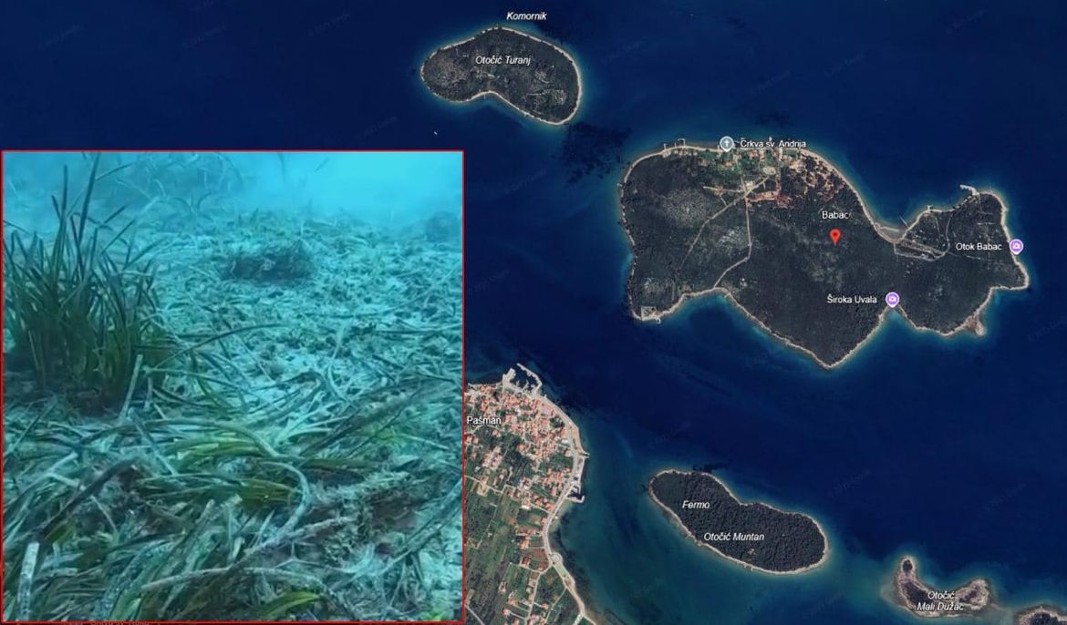 ŠOKANTAN IZVJEŠTAJ IZ PAŠMANSKOG KANALA: "Organizirana skupina počupala stotine kvadrata posidonije u potrazi za ovim školjkama!"