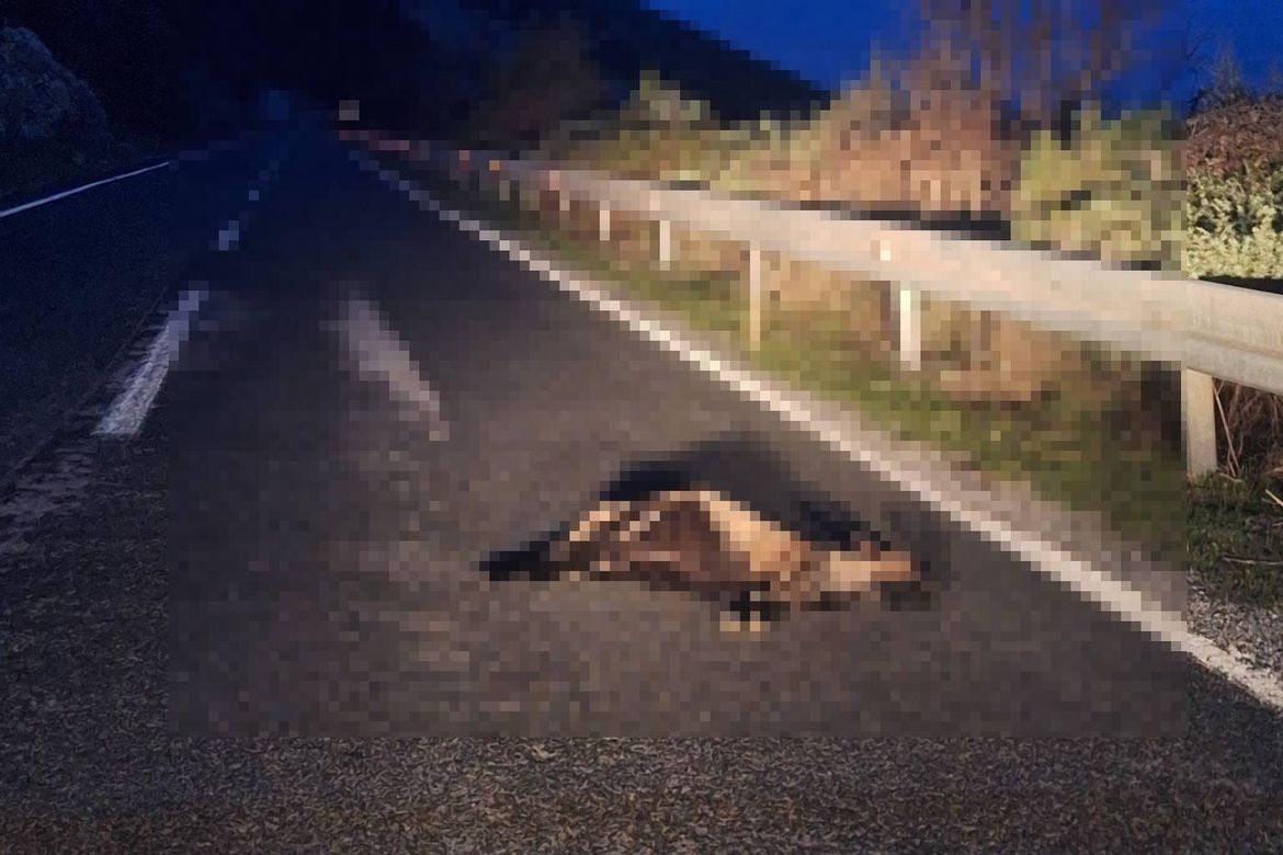 Životinjski leš na cesti u blizini Savra na Dugom otoku