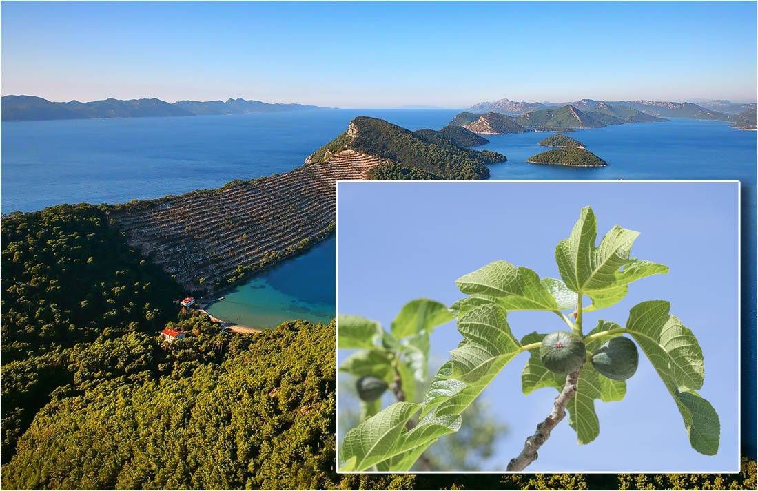 SVE PRIZNALI Za smokve koje nikad nisu posađene uzeli 1,5 milijuna eura iz EU