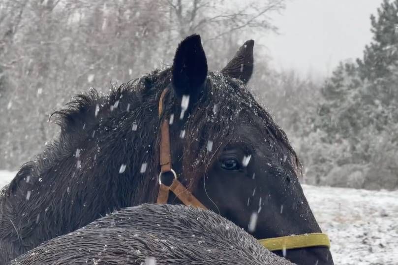 Snijeg pada i u Istri: "Ima ga u Žminju, Bujama, Tinjanu..."