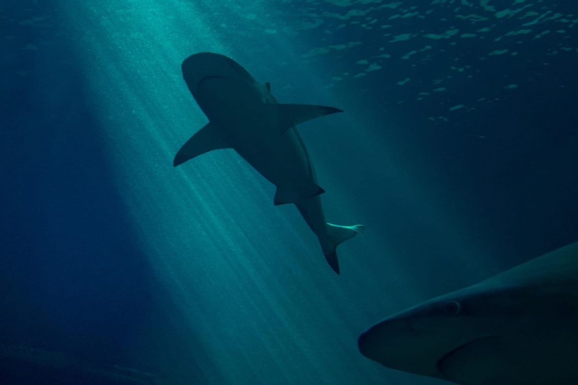 Dva napada morskog psa u 24 sata: "Vlasti upozoravaju surfere i kupače"