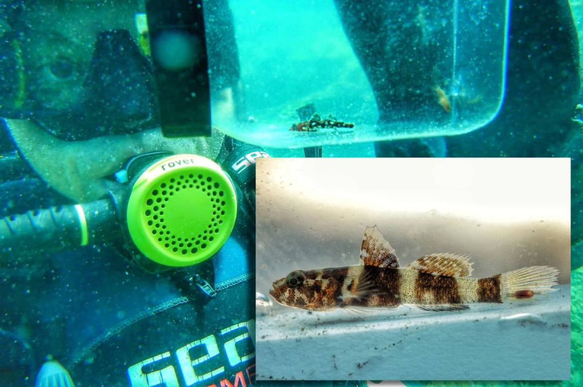 Institut za oceanografiju: "Znate li razliku između stvarne rijetkosti i prividne rijetkosti morskih riba?"