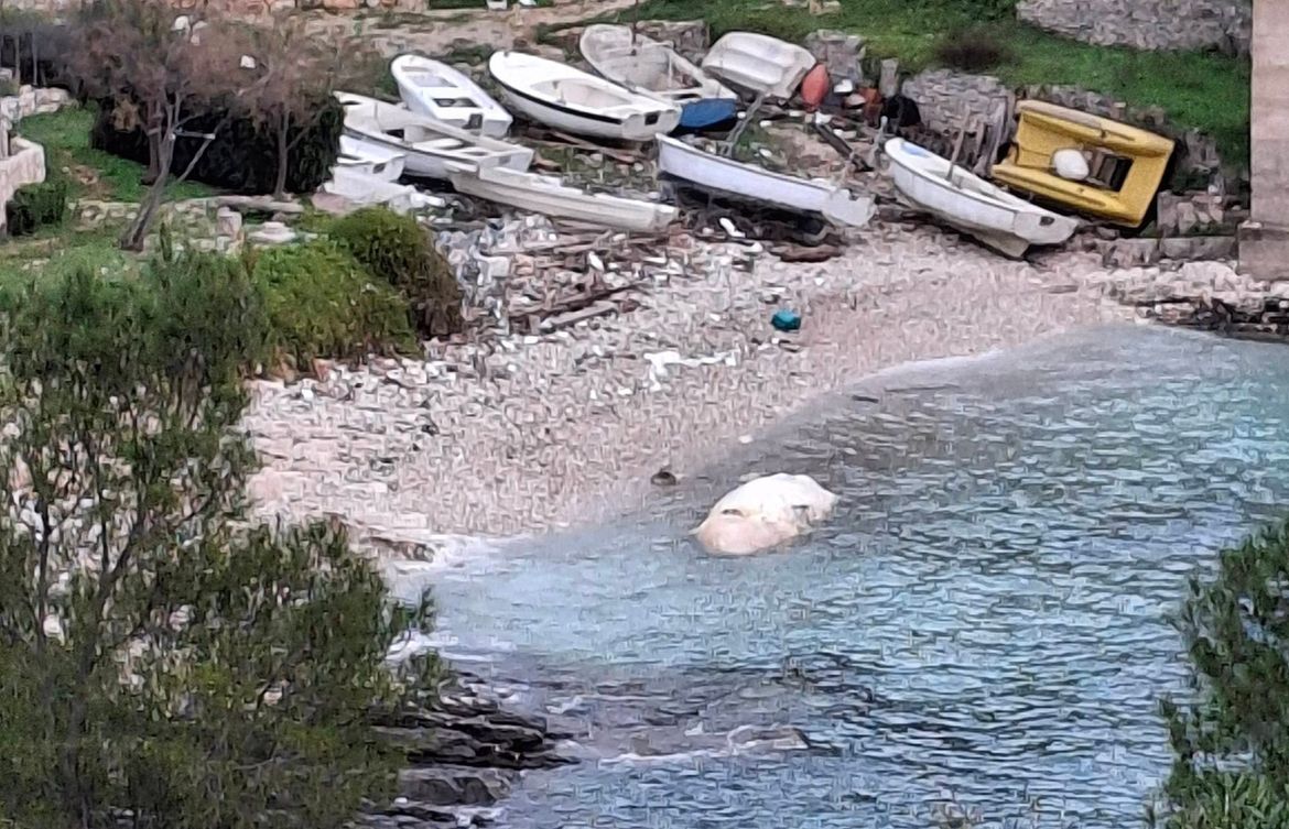 U višku uvalu more nanijelo sisavca od 6 metara u raspadnutom stanju
