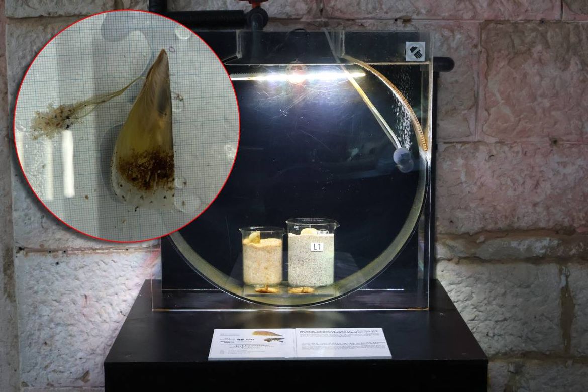 Hrvatski znanstvenici skeniranjem DNA pronašli perisku koju parazit ne ugrožava!