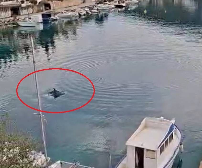 Dupin posjetio Žrnovsku Banju na Korčuli