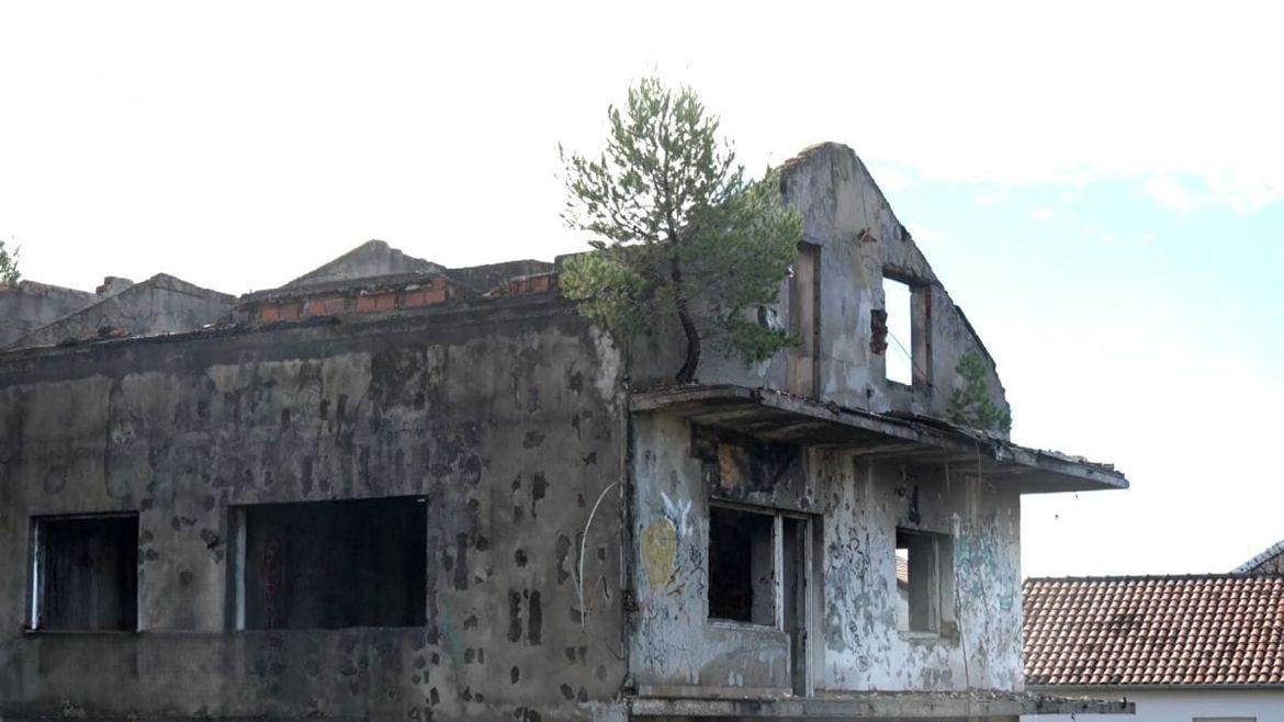 Priroda protiv betona - Neobičan bor raste na balkonu u Zadru