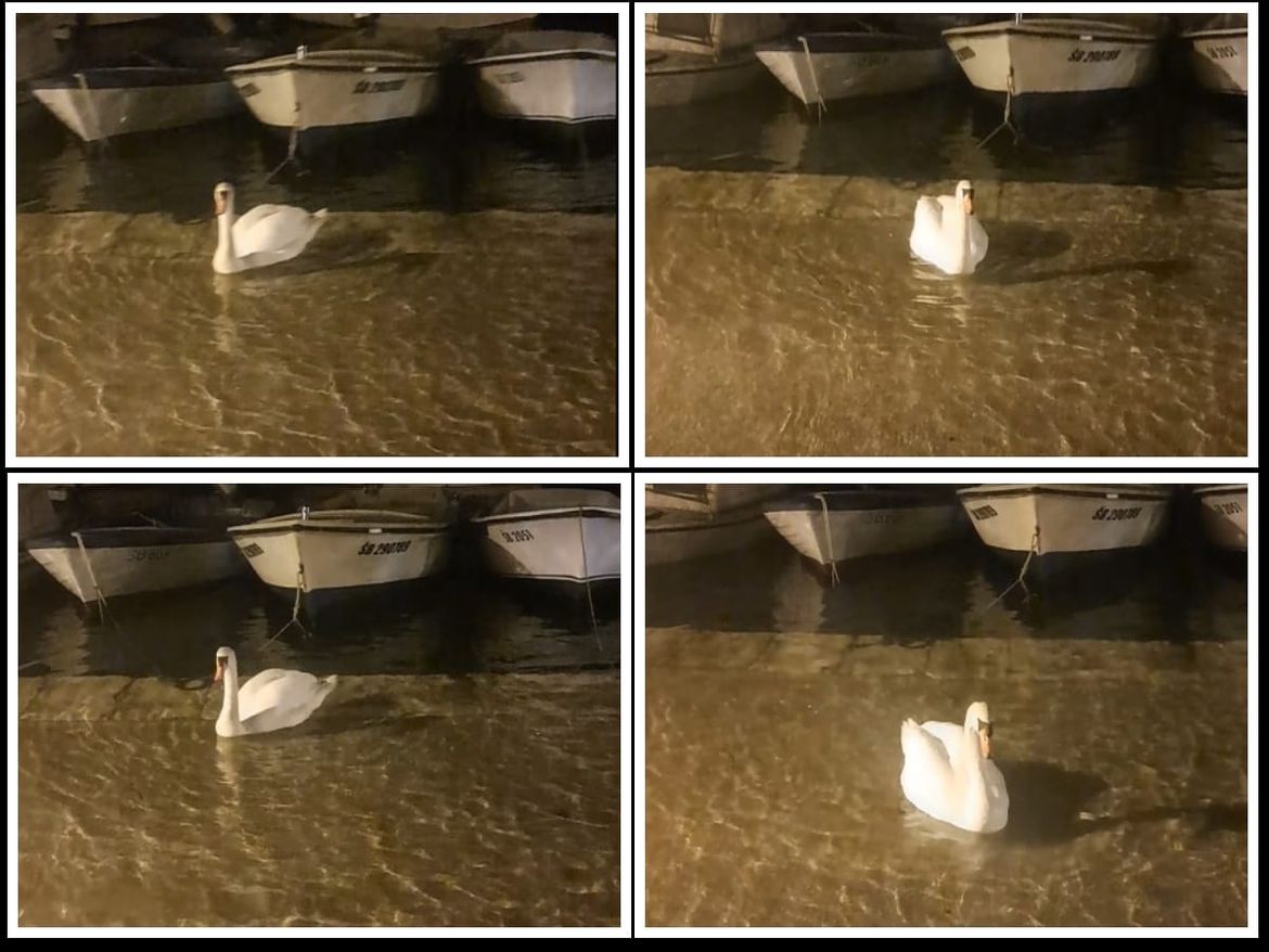 PRVI RED U MORU Nakon novih poplava jedan je labud zaplivao rivom u Šibeniku