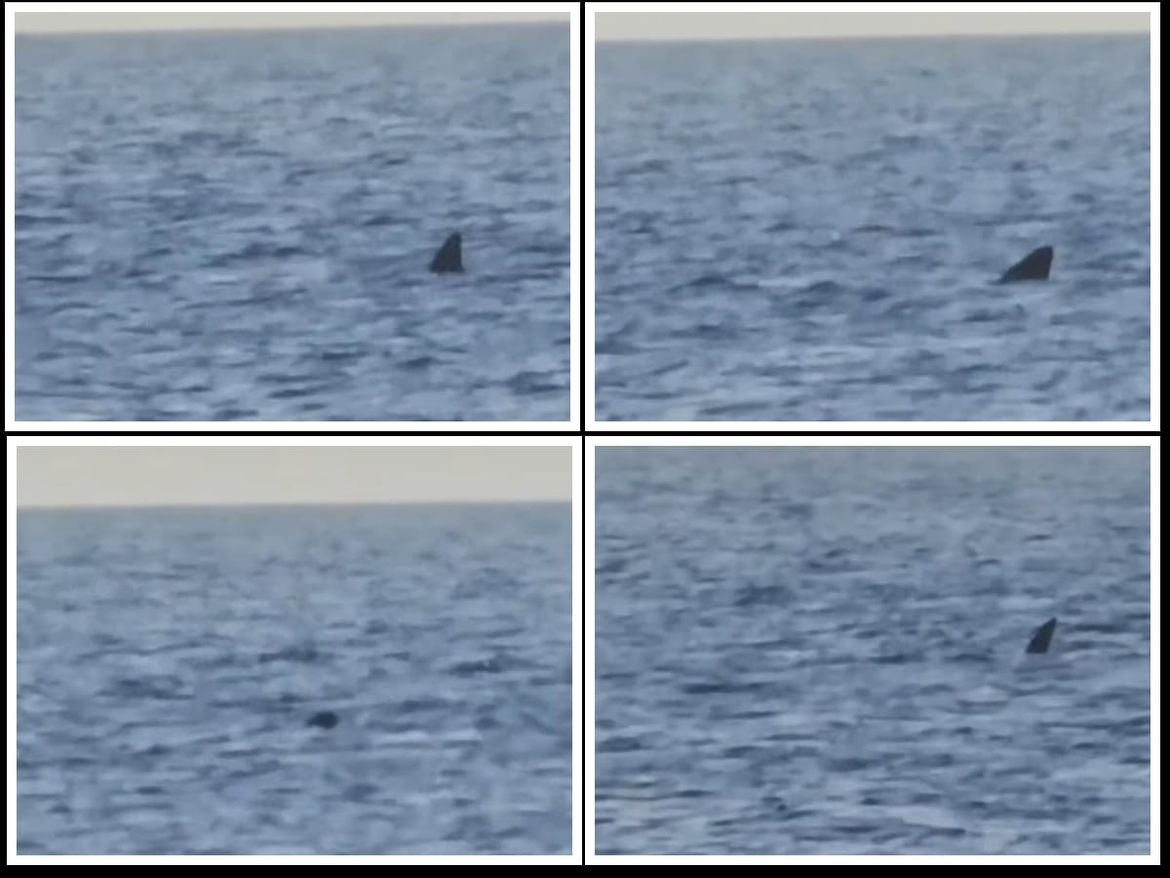 VIDEO Golema psina kod Cresa