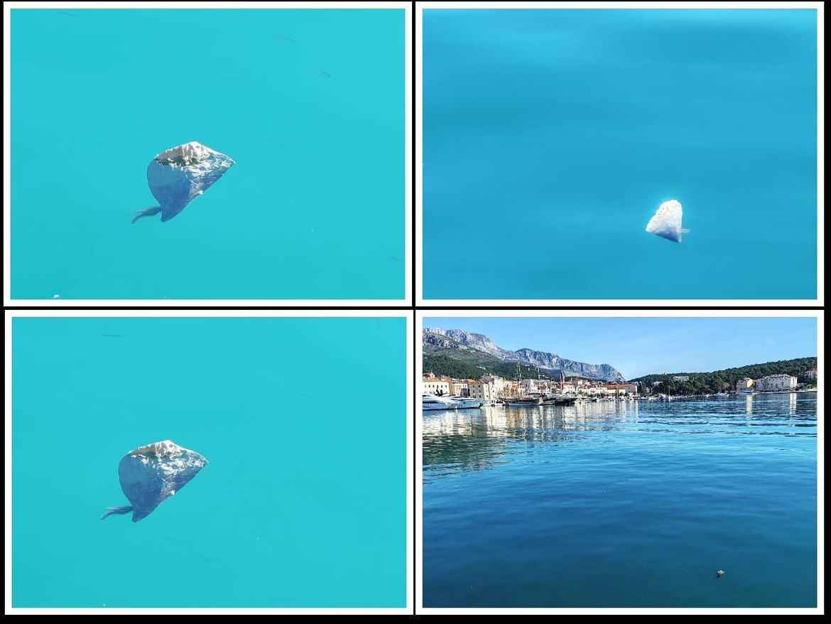 Strogo zaštićeni školjkaš snimljen u makarskoj luci