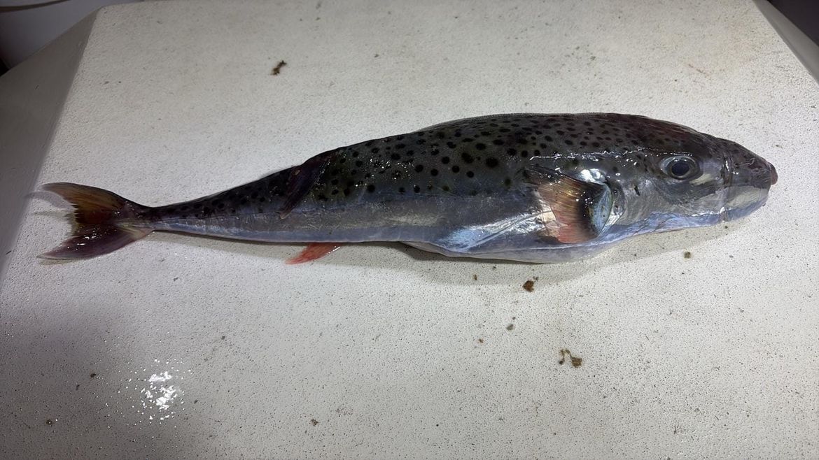 OPREZ Institut za oceanografiju i ribarstvo: "Konzumacija ove ribe može biti fatalna!"