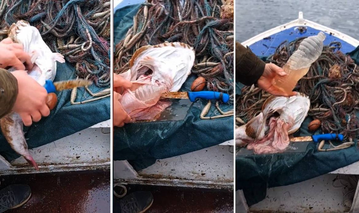 VIDEO Stonski ribar iz želuca grdobine izvadio čitavu plastičnu bocu: "Vidiš da se jadna životinja patila!"