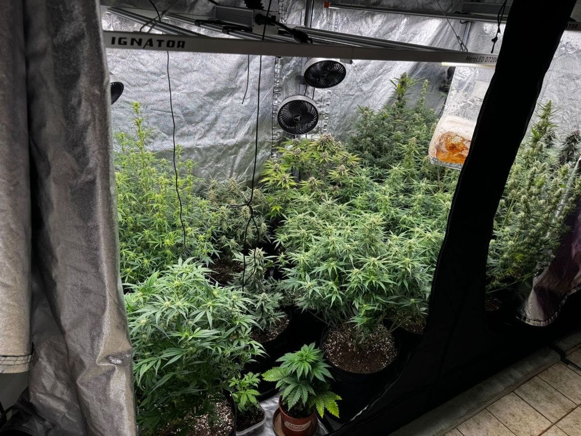 Na Hvaru pronađen čitav laboratorij za unutarnji uzgoj droge na području Hvara – Uhićen muškarac