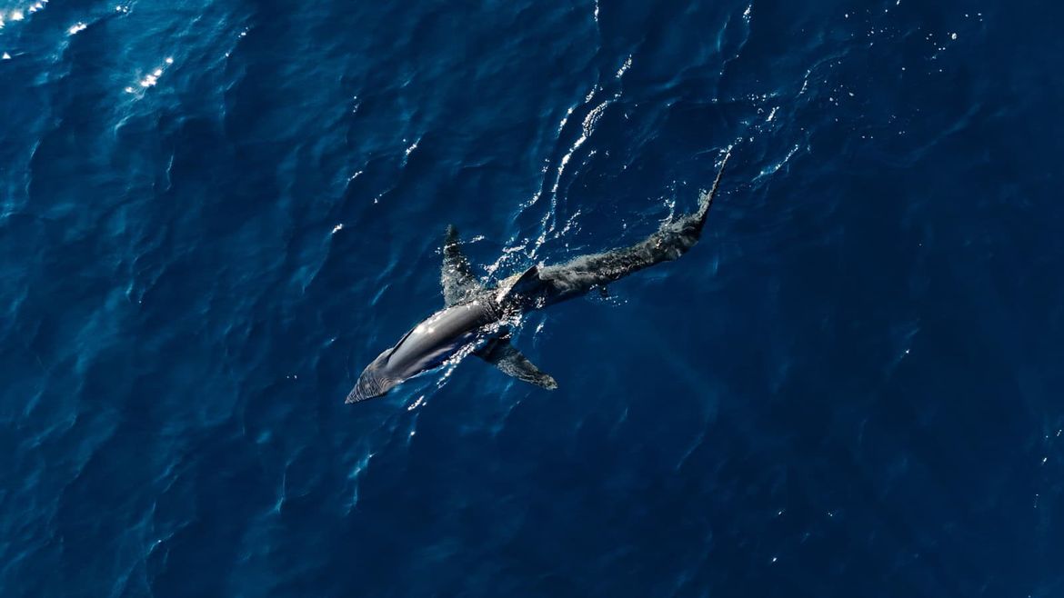 BBC: "Velike bijele psine mogle bi nestati iz Mediterana, ilegalni ulovi u Sjevernoj Africi velik su problem"