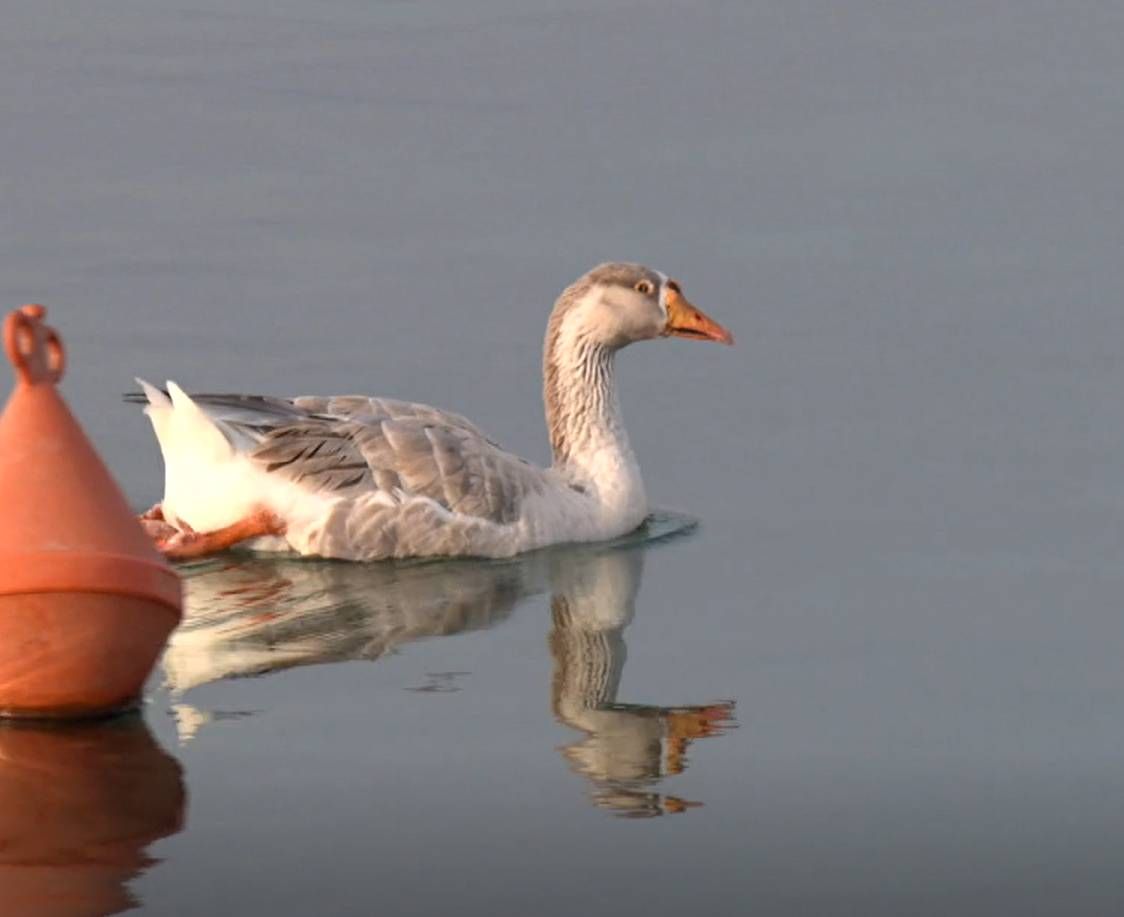 BIBINJE Guska Pepica živi u marini među brodovima i lokalna je atrakcija