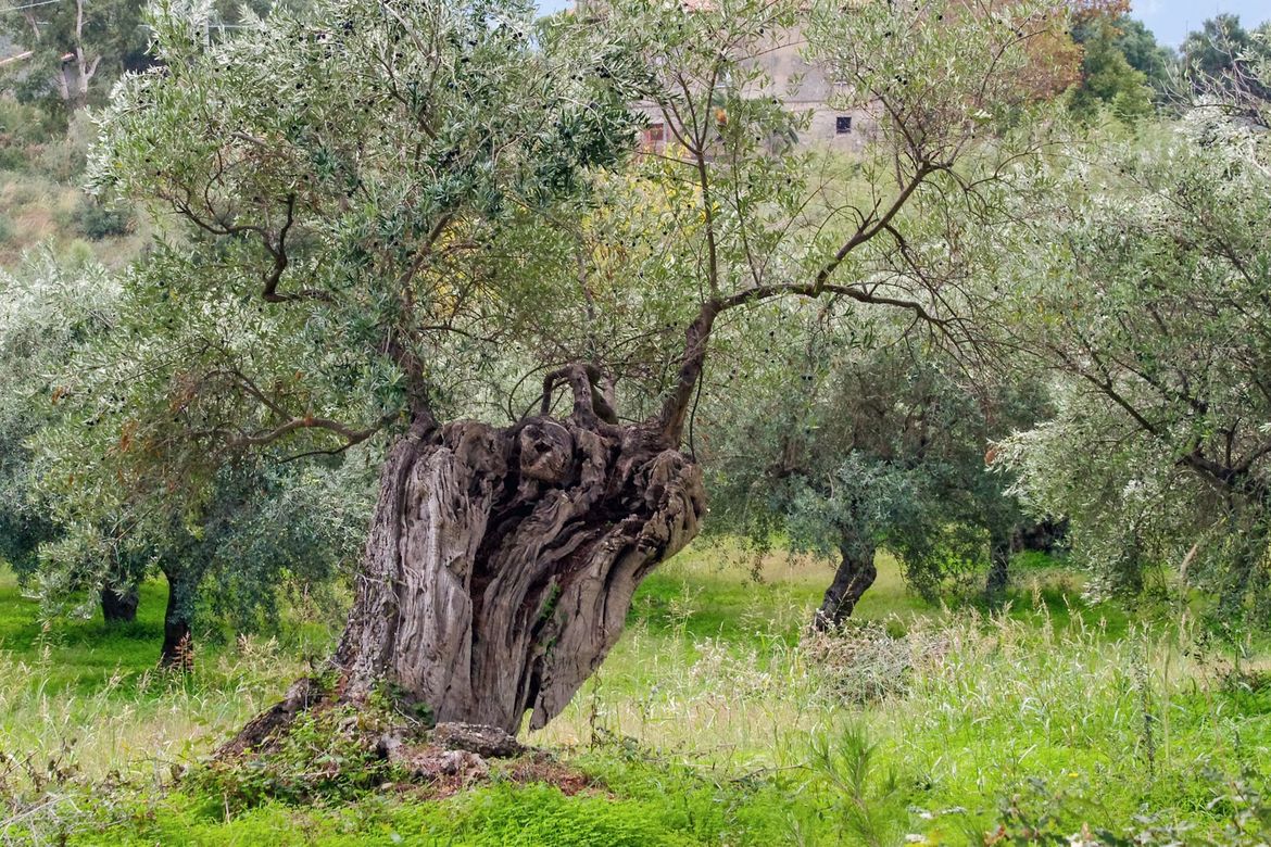 Noćnjak okuplja maslinare i uljare u Dubrovniku