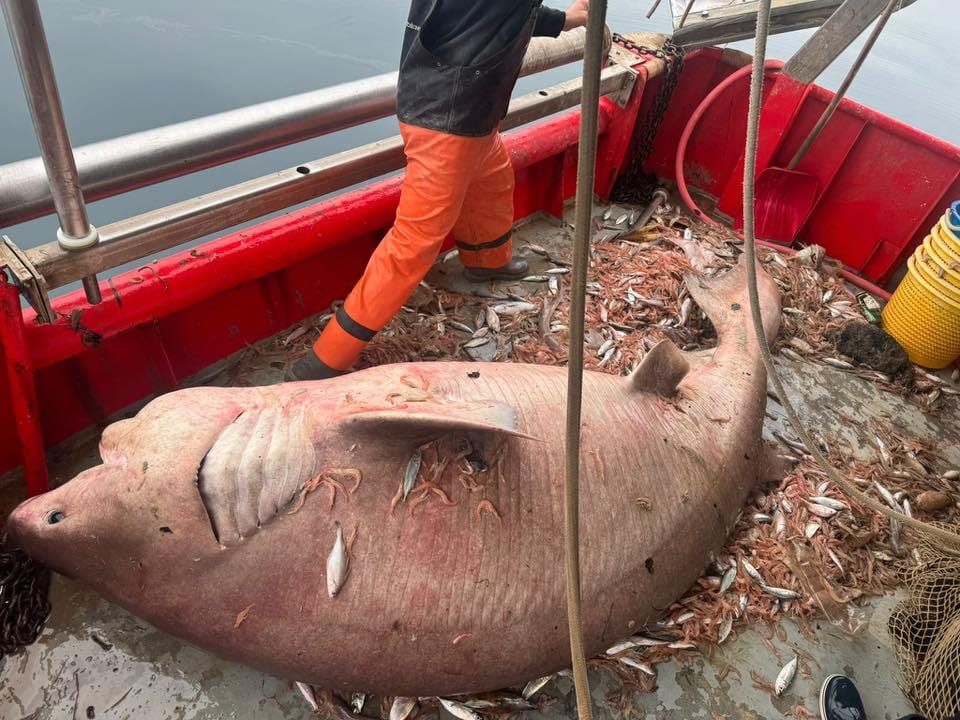 "Glavonja" u Bračkom kanalu -  Ribari uhvatili pa pustili zaštićenu 'mrcinu'
