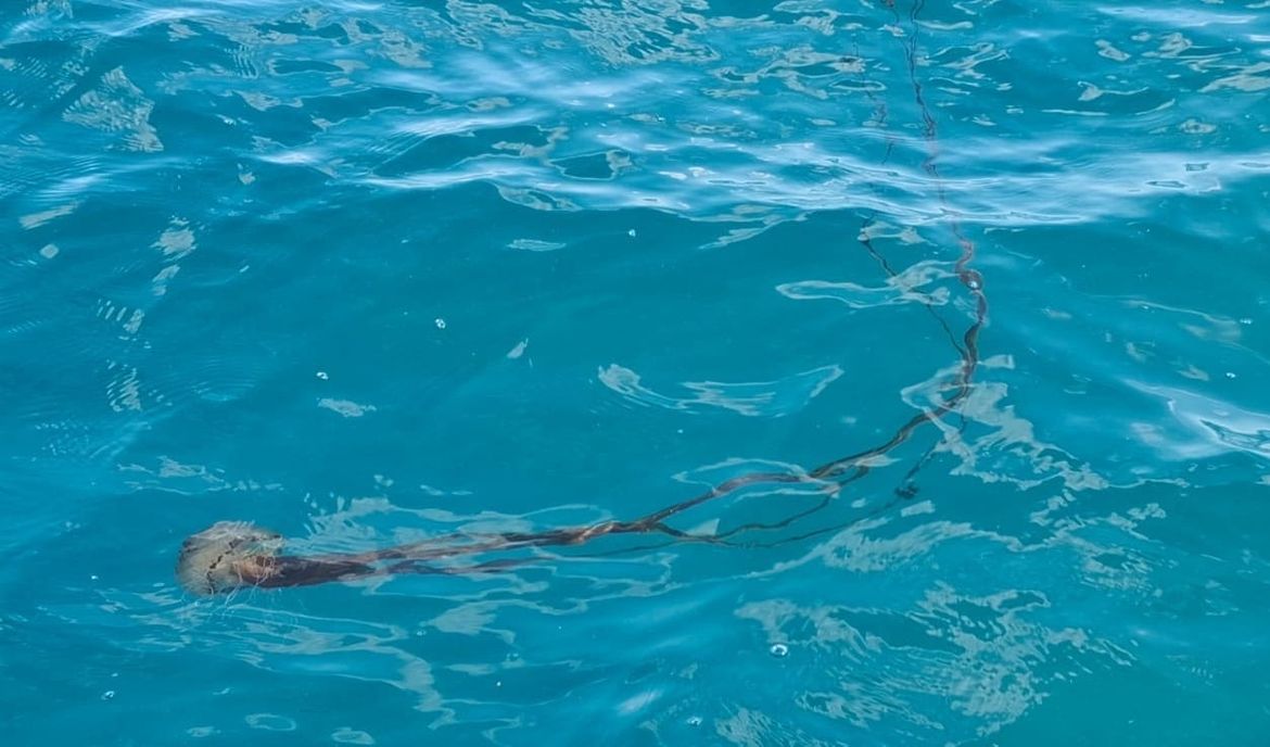 FOTO/VIDEO Oprez u moru! Kod Vrsara viđena kompas meduza: Stručnjaci otkrili što odmah napraviti (i što nikako ne smijete!) ako dođe do kontakta.