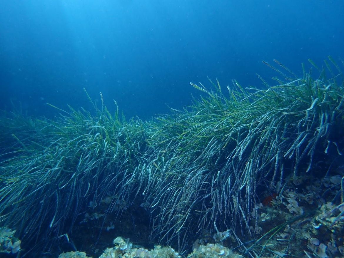 Što je to „plavi ugljik“ i zašto su slane močvare ključne za našu budućnost?