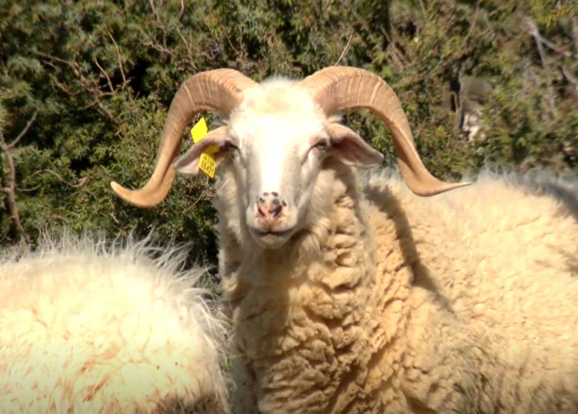 Na Pagu velika šteta od čagljeva - Za svakog ustrijeljenog nagrada od tisuću eura