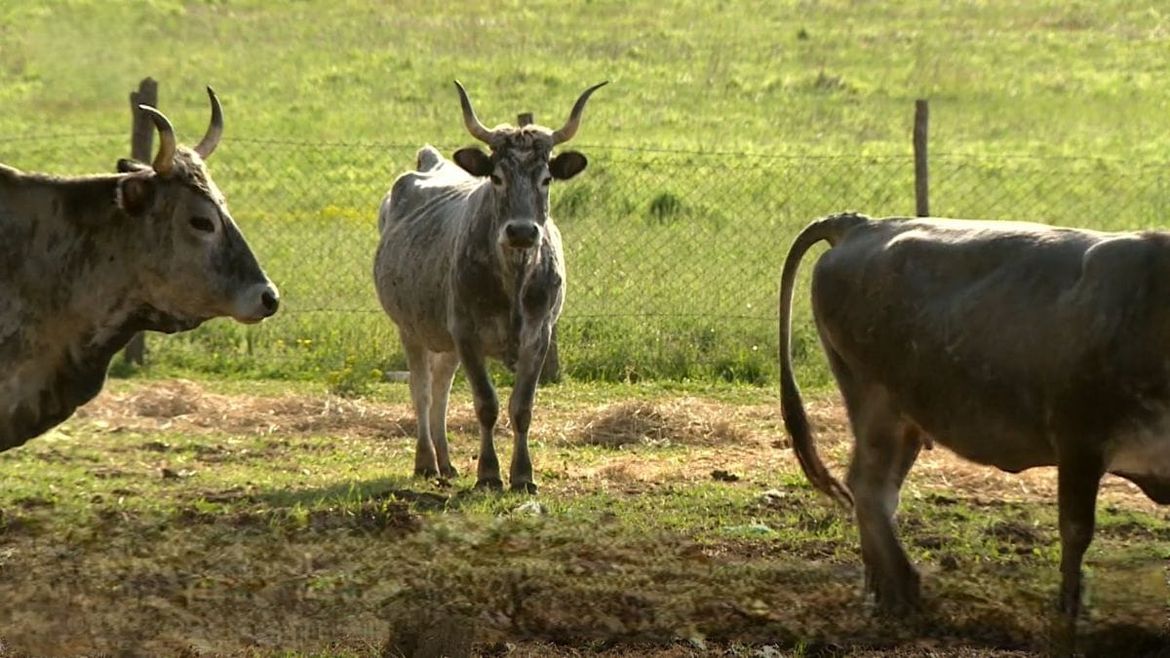 Istarsko blago se vraća - Boškarin, koze i tovari spašeni od nestanka
