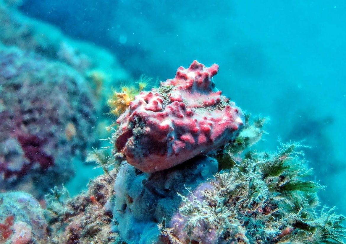 INSTITUT ZA OCEANOGRAFIJU I RIBARSTVO Svjetski dan oceana u Fotoklubu Split: "Tajanstveni život u kapljici mora"