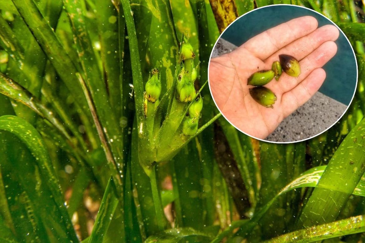 POTRAGA ZA „MORSKIM MASLINAMA“ Institut za oceanografiju i ribarstvo moli javnost za pomoć u pronalaženju plodova posidonije