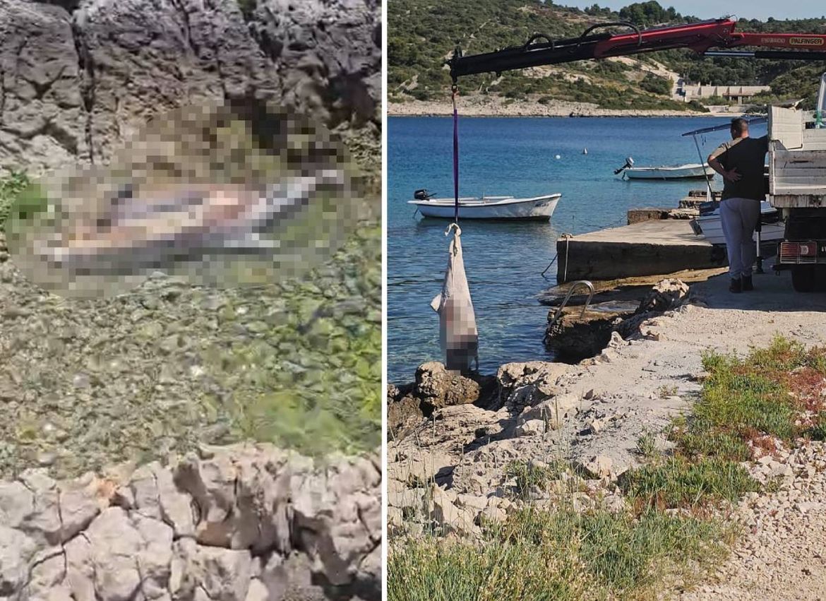ZDRAVSTVENA BOMBA NA PLAŽI Pet dana kupači dijelili more s raspadnutim dupinom, sustav pokreće protokol, a na terenu – kaos! Donosimo mini-vodič kroz birokratski apsurd
