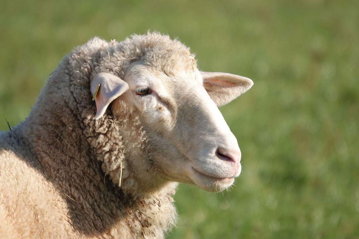 NEUGODNO IZNENAĐENJE Bračanin pokušao kupiti stroj za šišanje ovaca, ali u paketu mu stiglo nešto sasvim drugo!