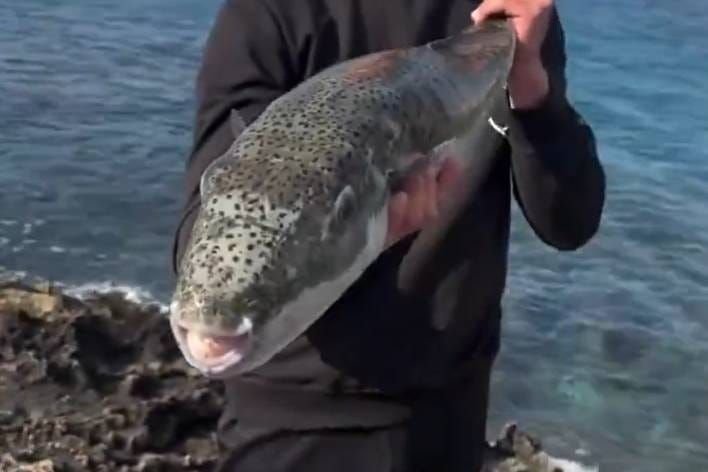 Izrazito otrovna riba u Mediteranu: "Plaćamo svima koji je uhvate"