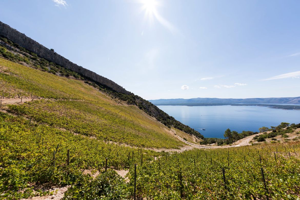 Plavac, pošip i grk srušili rekorde: "Dalmatinska autohtona vina oduševljavaju"