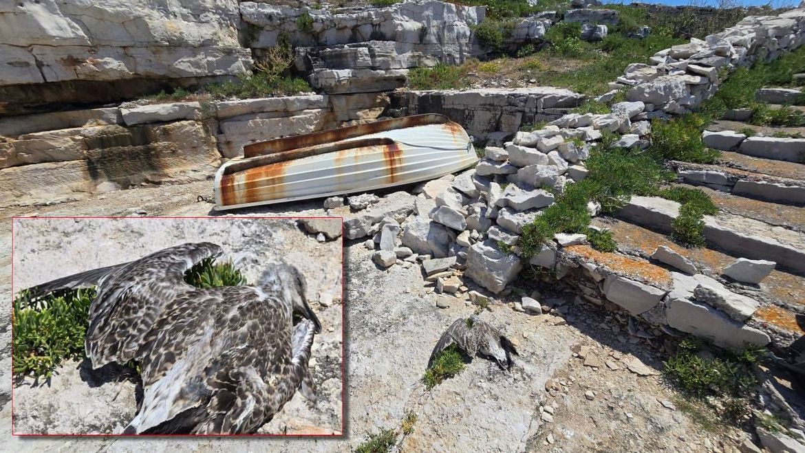 Prije nego što dotaknete "napušteno" mladunče, pročitajte ovo važno upozorenje s Brijuna