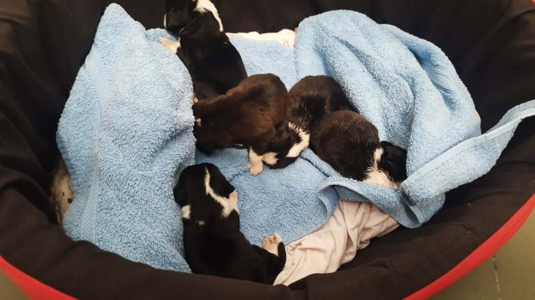 Pred skloništem u Puli ostavili pet štenaca