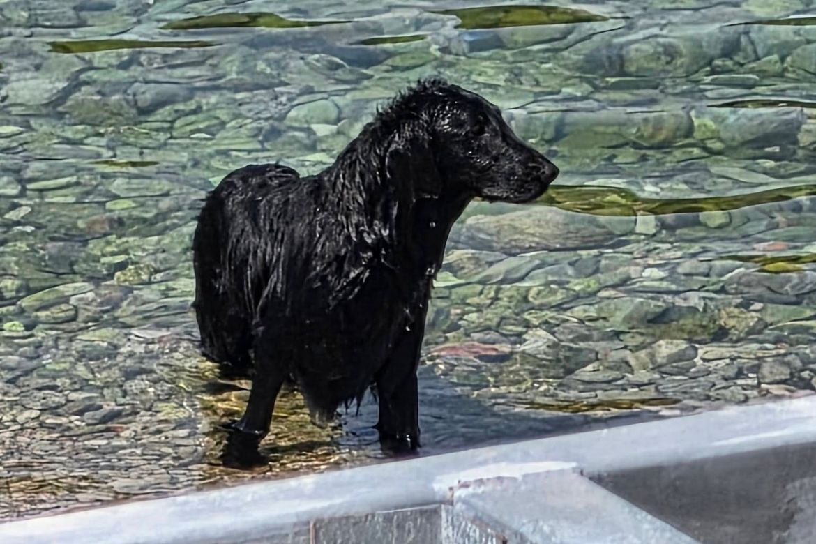 ZALUTAO LJUBIMAC Ovaj crni zaigrani neznanac pronađen na plaži u Jelsi: "Prepoznajete li ga?"