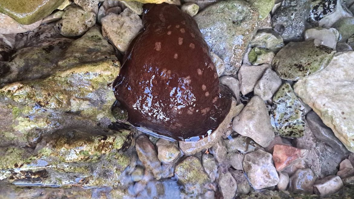 Djeca s Iža "naletjela" na nasukanog morskog zekana pa ga spasila!