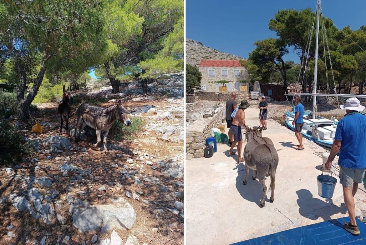 Brza akcija na Kornatima: Zbog sumnje na zanemarivanje, magarci s Kurbe Male preseljeni na Piškeru