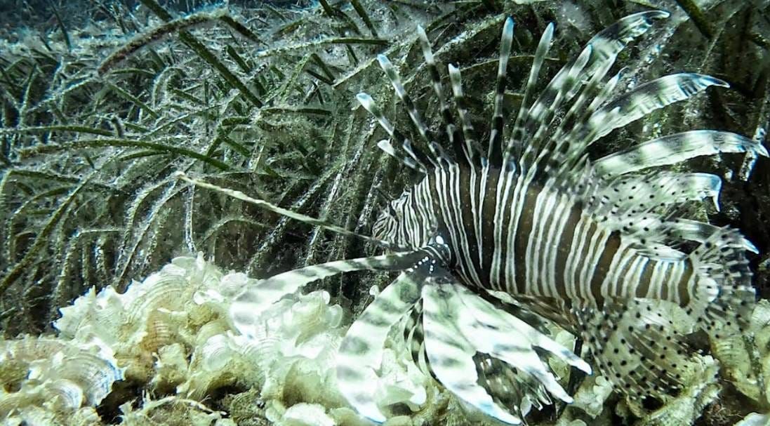 "DI SI LAVE?" RK Puntar i Rotary Klub Split 305 na Korčuli se bore protiv invazivne vatrenjače