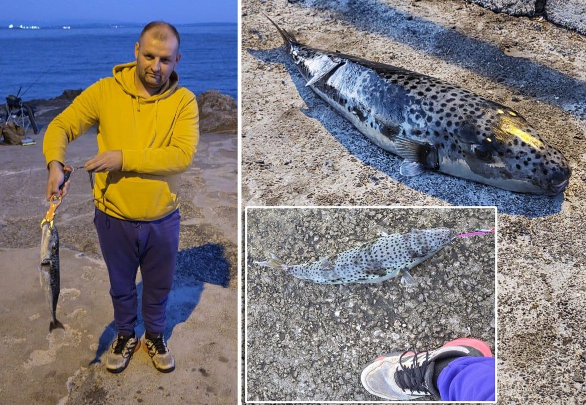 RIJEČANIN IZVUKAO NAJSMRTONOSNIJU RIBU NA SVIJETU - Srećom, postupio je ispravno: "Mislio sam da sam zapeo za dno, a onda sam shvatio što držim na štapu"