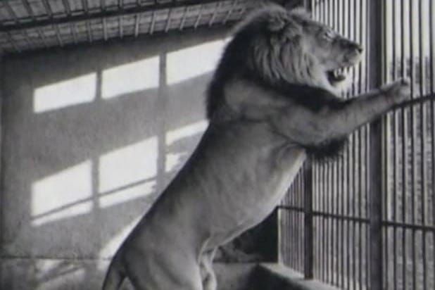 MONOGRAFIJA ZOO - a Tigrovi, lavovi, klokani i leopradi nekada su boravili na splitskom Marjanu