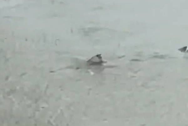 GRAĐANI U NEVJERICI Ulicama New Jerseya pliva morski pas - Pogledajte nevjerojatan video!