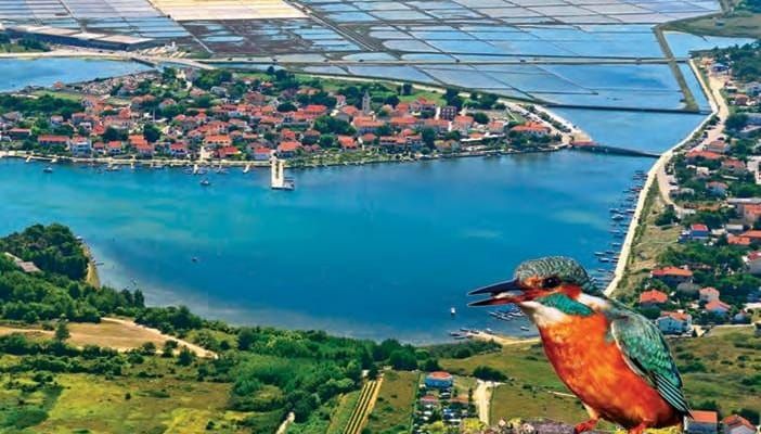 BIRDWATCHING Želite promatrati ptice u ninskoj laguni? Nema problema!