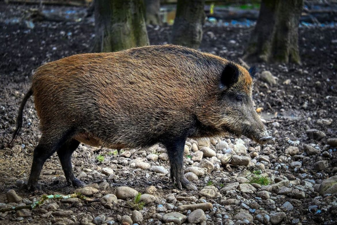 Obavijest Rovinježima: Lovne aktivnosti od 7. do 15. rujna