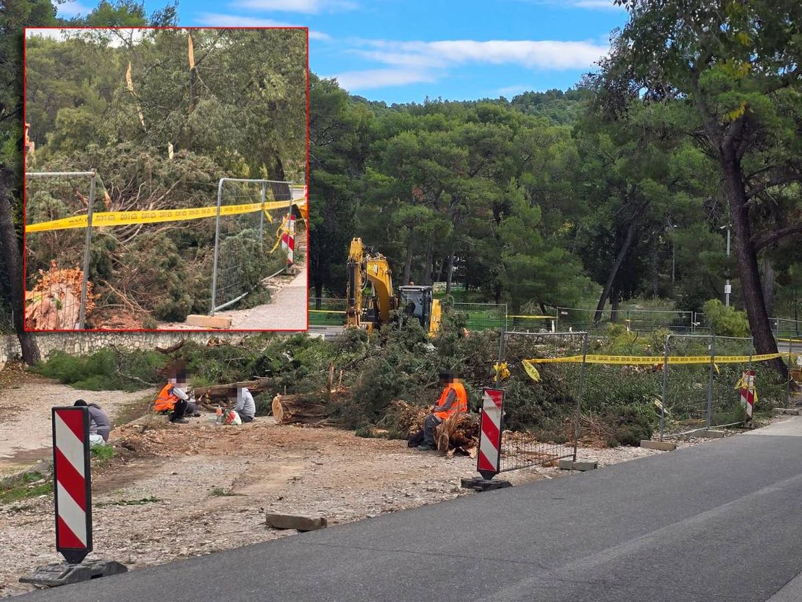 SJEČA STABALA IZAZVALA BUNT ŠIBENČANA Radovi počeli dva dana ranije kako bi se preduhitrio prosvjed građana?