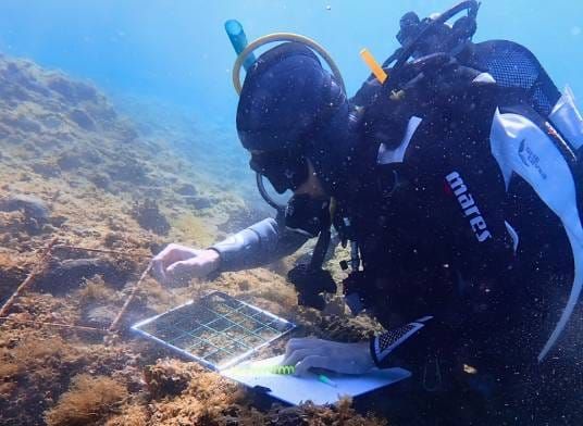 IRB: "Jadran gubi svoje podmorske šume, nestaju nam smeđe alge!"