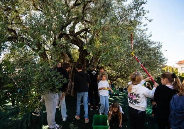 Mlade snage brale najstariju maslinu u Kaštelima - Ima više od 1500 godina i dalje rađa