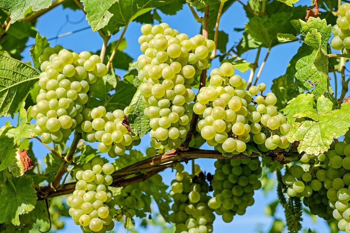 Upozorenje vinogradarima: Opasna bolest sve se brže širi, zapušteni vinogradi dodatno povećavaju rizik