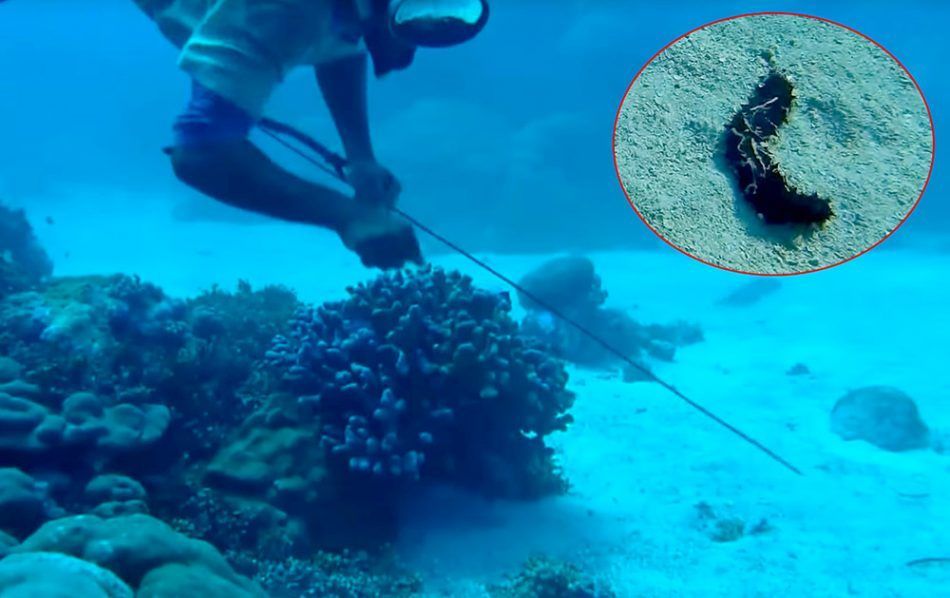 NESTAJU TRPOVI: Organizirani kriminalci pustoše dno Jadrana