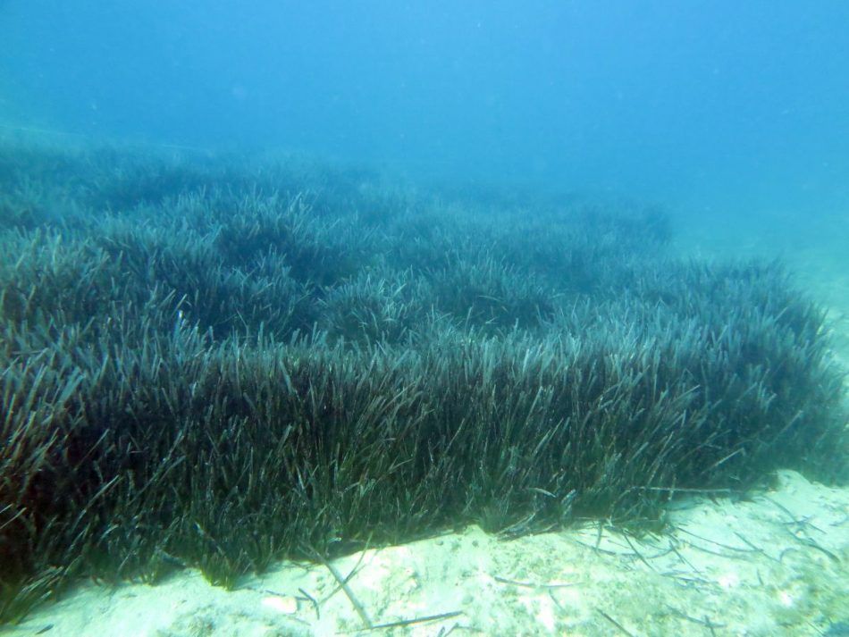 Livade posidonije uništavaju se sidrenjem