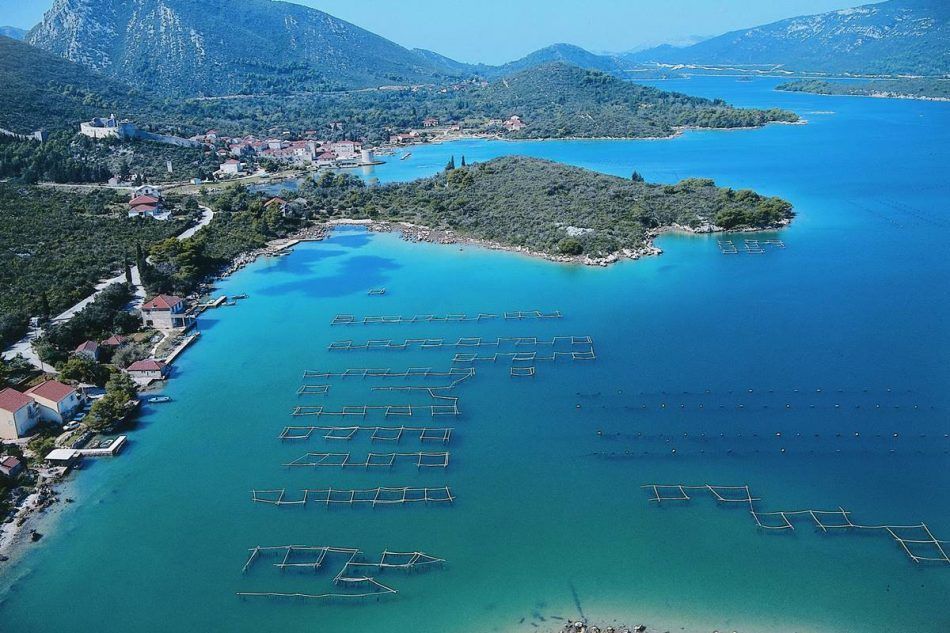 Stonske školjkare osim korone muči još jedan virus