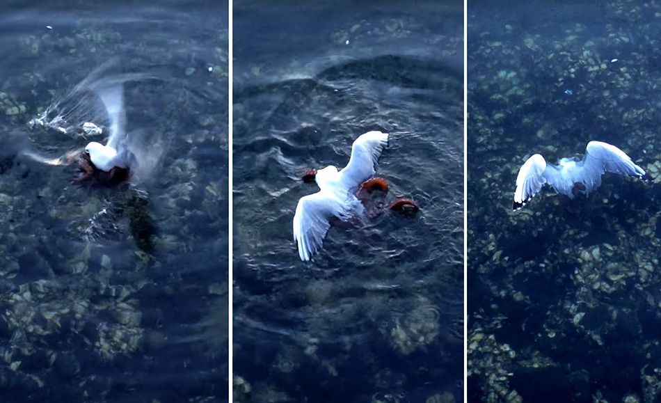 VIDEO Galeb pokušao uhvatiti hobotnicu, a onda je uslijedila osveta