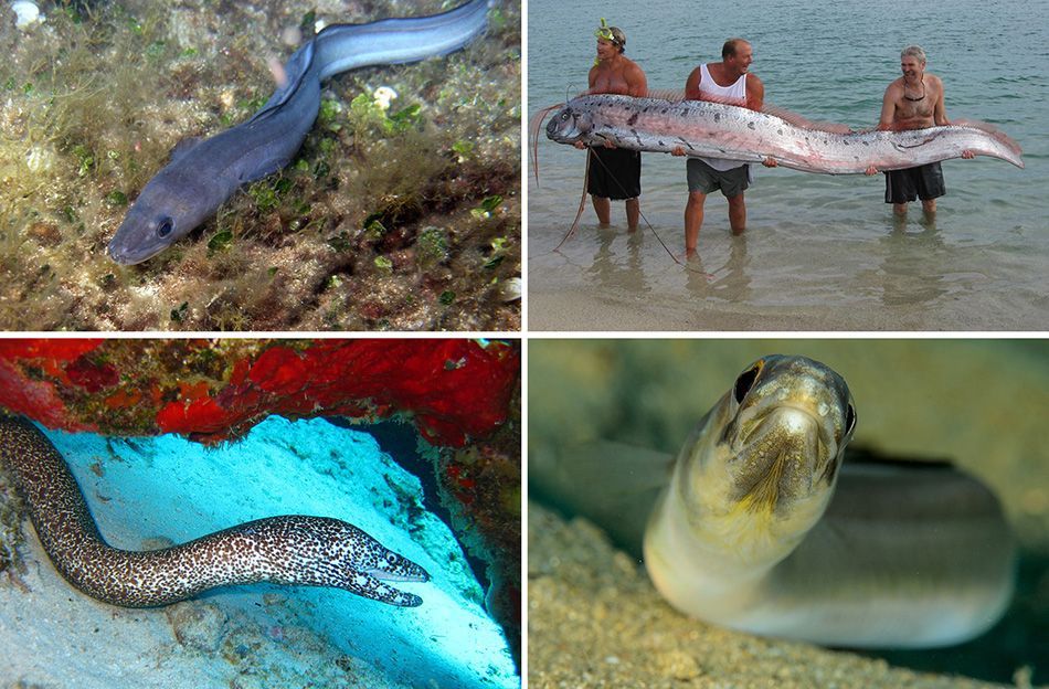 Zmijolike zvijeri s dna Jadrana